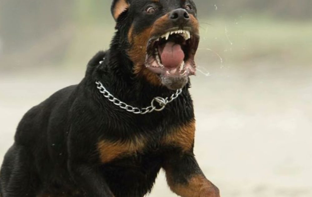 Polish_20240302_182220976