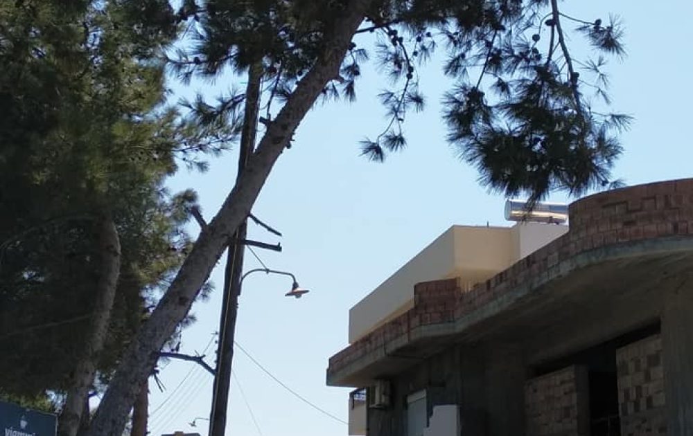 anthropini-aspida-arthro-2021-10-20-1