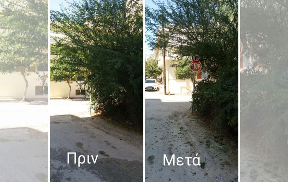 anthropini-aspida-arthro-2022-10-03-1